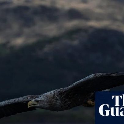 Polícia investiga sumiço de águias-de-cauda-branca no Reino Unido
