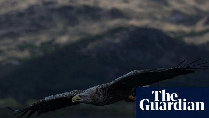 A white-tailed eagle over Loch na Keal, Mull, Inner Hebrides. The species was driven to extinction in Britain in the early 20th century.