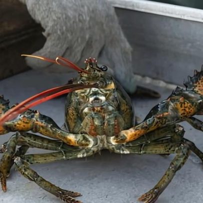 Reino Unido proíbe ferver lagostas vivas em ação contra crueldade animal