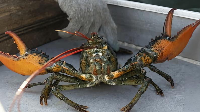 Reino Unido proíbe ferver lagostas vivas em ação contra crueldade animal