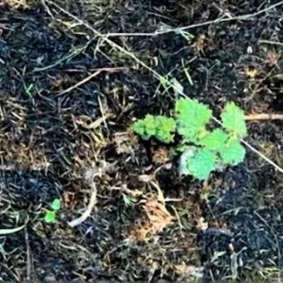 Sinais de recuperação em Arthur's Seat após incêndio de verão
