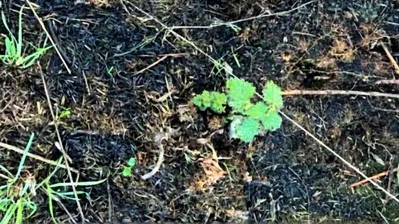 Sinais de recuperação em Arthur's Seat após incêndio de verão