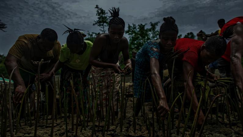 Projeto de carbono azul nos manguezais da Serra Leoa ganha fôlego