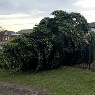 Árvore de Natal em vila de Durham derrubada horas após acender as luzes