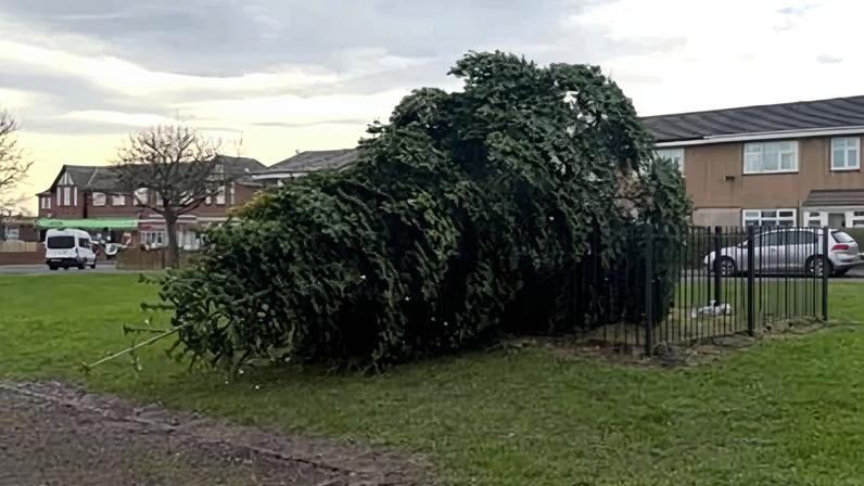 The felled Christmas tree in Shotton Colliery. Photograph: Durham Police/PA