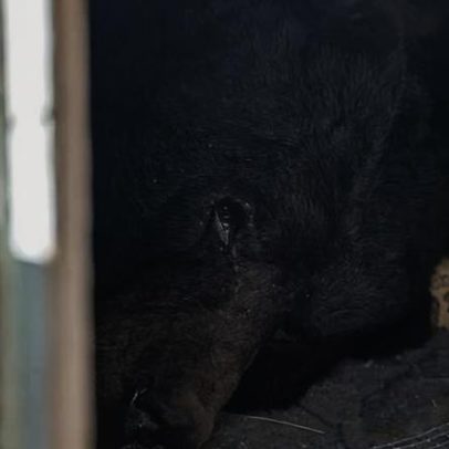 Morador na Califórnia se queixa de visitante indesejado que invade residência