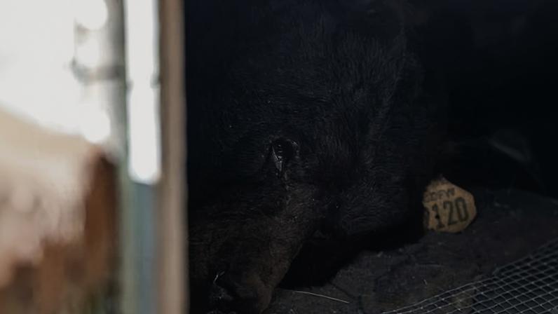 A bear known as 2120 lies inside a crawl space beneath a home in Altadena, California, on 1 December. Photograph: Jae C Hong/AP