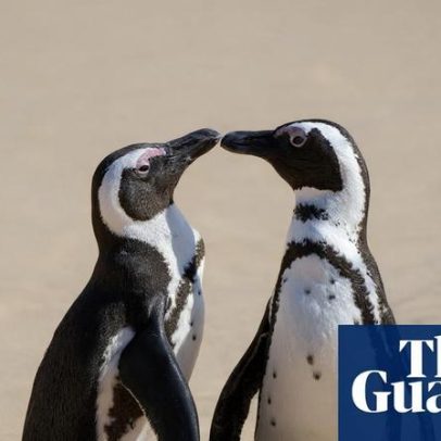 60 mil pinguins africanos morrem de fome após queda na sardinha, diz estudo