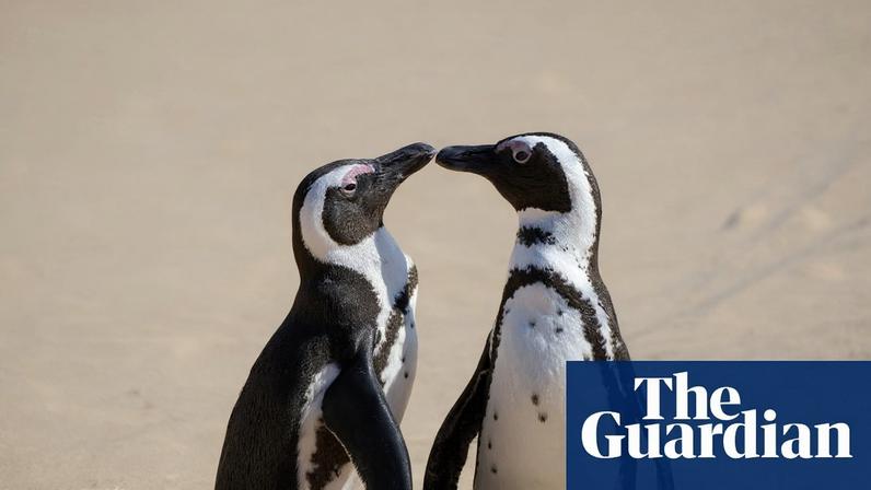 African penguins hunting sardines near Cape Town. The species is critically endangered, with fewer than 10,000 breeding pairs left.