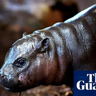 Panya, hipopótamo-pigmeu: como um filhote ganhou fama