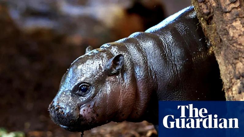 Adorable … Panya the pygmy hippo at Duisburg zoo, Germany, 15 December 2025.