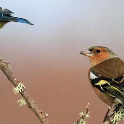 Primavera recorde no Reino Unido aumenta a reprodução de aves canoras