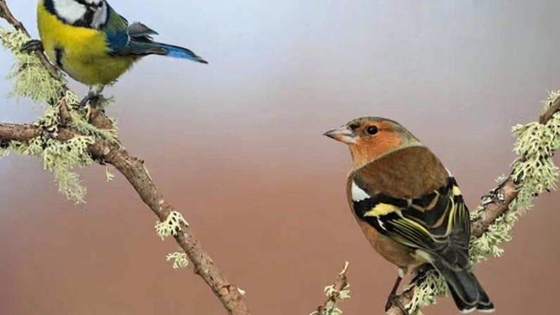 Primavera recorde no Reino Unido aumenta a reprodução de aves canoras