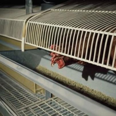 Inglaterra proíbe gaiolas de galinhas e jaulas de parto de porcos