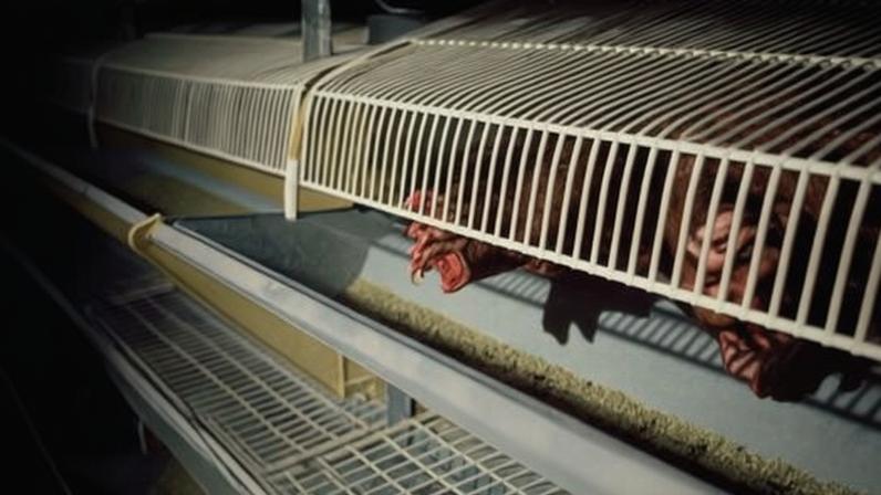 Inglaterra proíbe gaiolas de galinhas e jaulas de parto de porcos