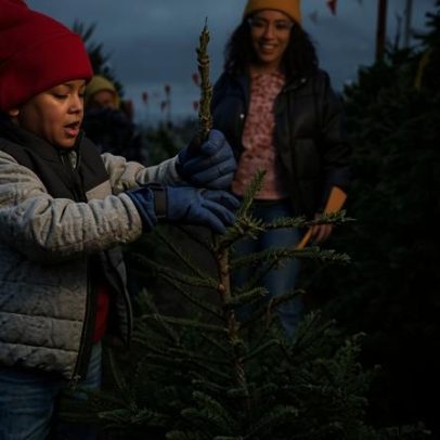 Como escolher a árvore de Natal real com o melhor preço no Reino Unido