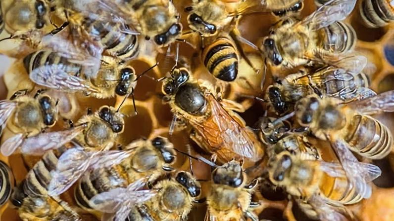 Scientists have identified key viral drivers behind the massive honeybee die-off that has devastated US beekeepers since early 2025.