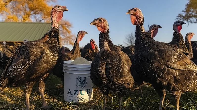 More than two million turkeys have been culled in the US since late August due to avian flu