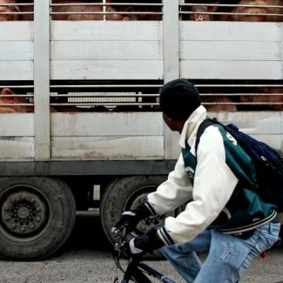 Governo aprova ERTE para 458 trabalhadores de matadouros em Osona por peste
