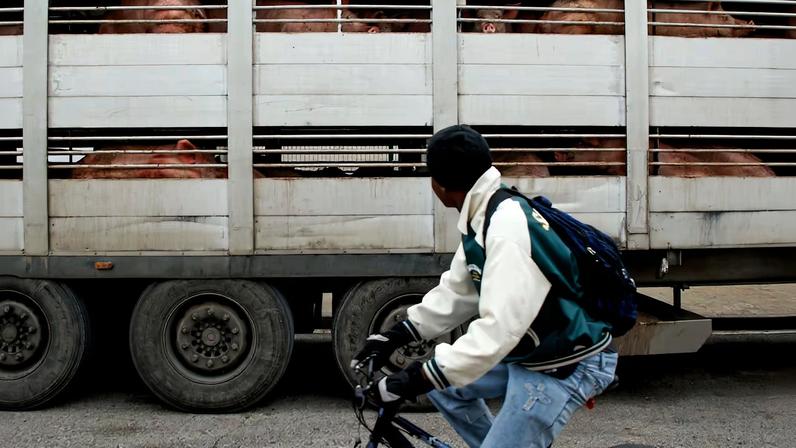 Governo aprova ERTE para 458 trabalhadores de matadouros em Osona por peste
