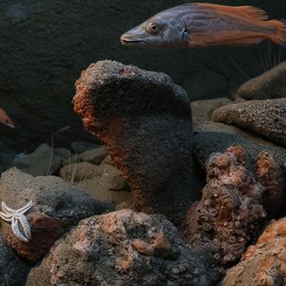 Planos para proteger o tesouro da vida marinha