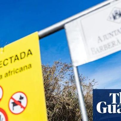 Febre suína africana na Espanha pode ter origem em laboratório, dizem autoridades