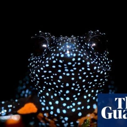 Sapos galácticos somem após relatos de fotógrafos destruindo habitats