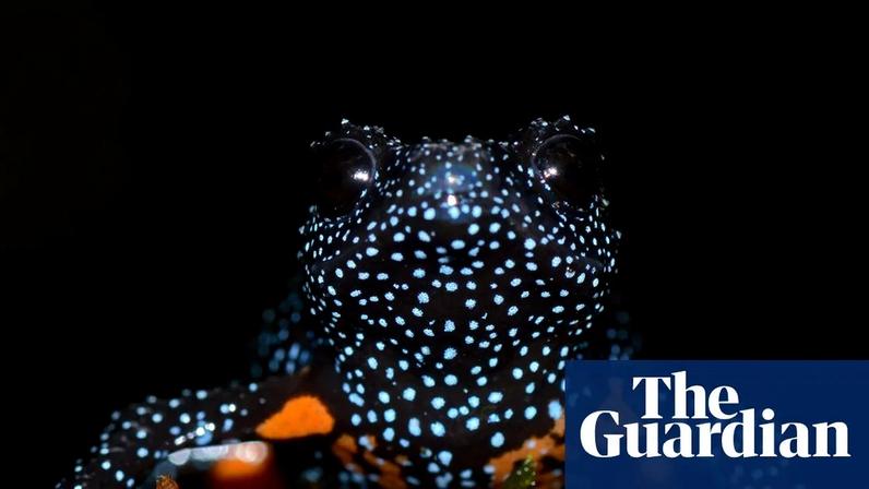 The frog is the size of a fingertip. Photograph: Rajkumar K P/Zoological Society of London
