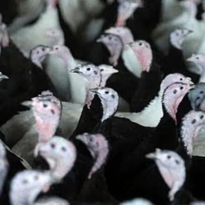 Reino Unido recorre a perus europeus ante gripe aviária que afeta oferta
