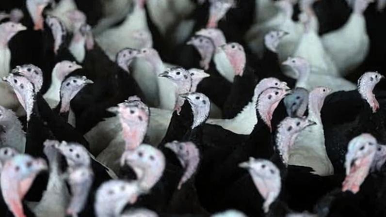 Reino Unido recorre a perus europeus ante gripe aviária que afeta oferta