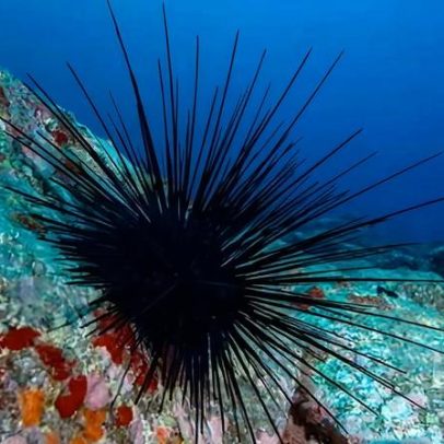 Espécies de ouriço-do-mar à beira da extinção após pandemia marinha