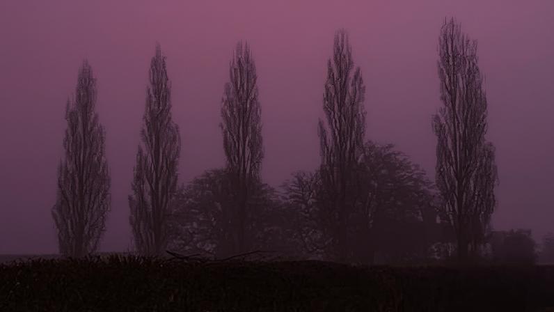 A vehicle drives through pink fog on a country lane at daybreak in Dunsden, Oxfordshire. Photograph: Geoffrey Swaine/Shutterstock