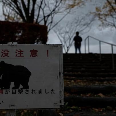 Cidade japonesa enfrenta ano de recordes de encontros com ursos