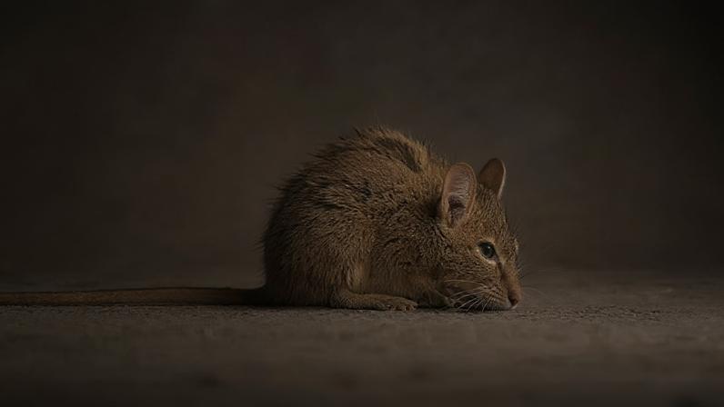 Autoridades de Washington alertam sobre ratos em privadas após inundações