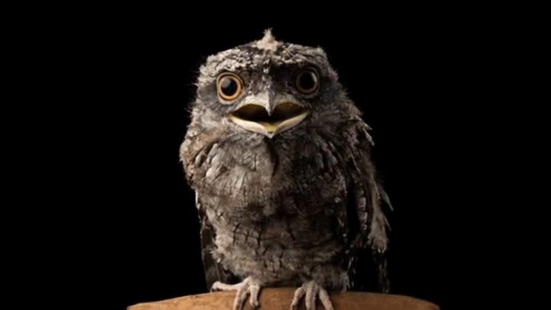 Dead tawny frogmouths and other native animals have been found with rodenticide in their bodies after eating poisoned rats.