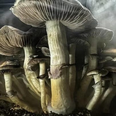 Impulso das igrejas psicodélicas nos EUA com uso de drogas legalizado
