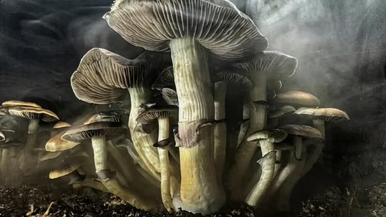 Psylocybin mushrooms in a humidified monotub in the basement of a private home in Connecticut on 24 December 2023.