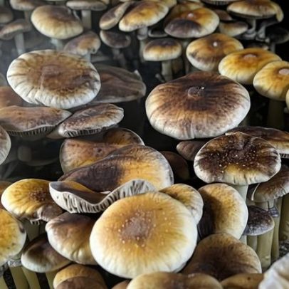 Conservadores e cristãos? A direita dos EUA defende drogas psicodélicas