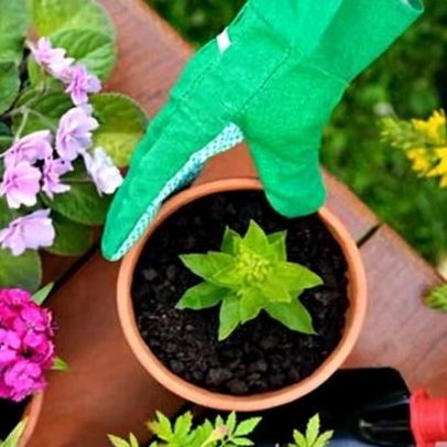 Tomates de bancada e rosas resistentes à seca entre as tendências de jardim 2026