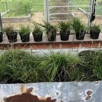 Defensores da conservação trabalham para salvar planta rara no Reino Unido