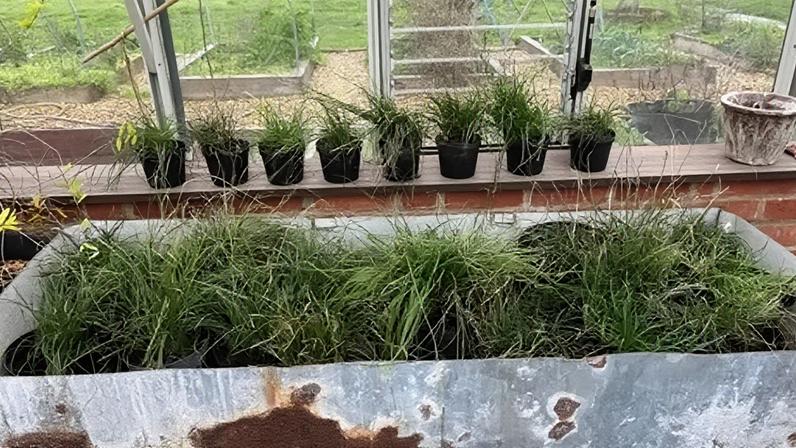 Defensores da conservação trabalham para salvar planta rara no Reino Unido