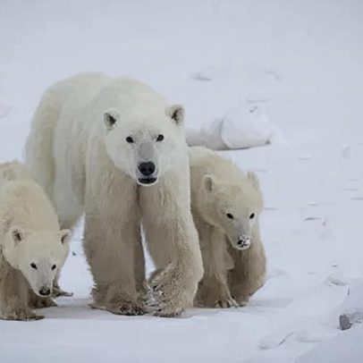Mãe urso-polar adota filhote em caso raramente documentado