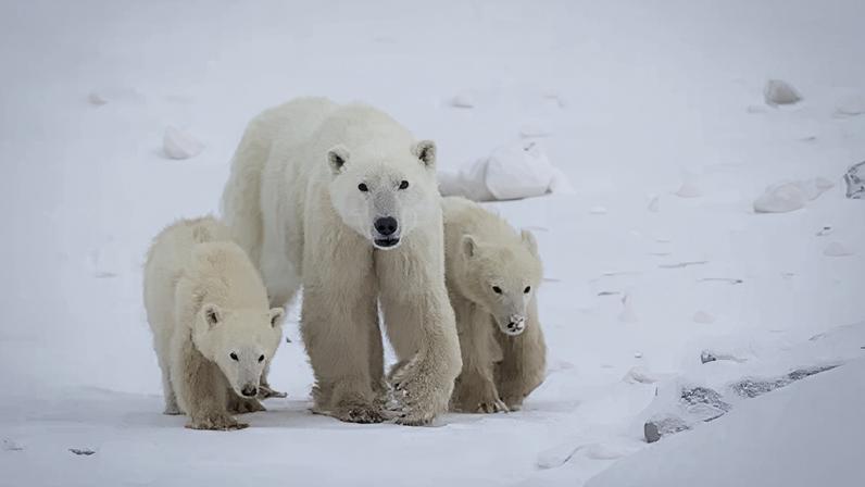 A mother polar bear walking with one cub on each side