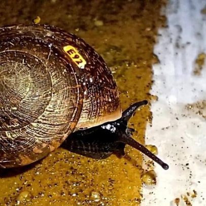 Caracol raro retorna à vida selvagem na Austrália após quase extinção