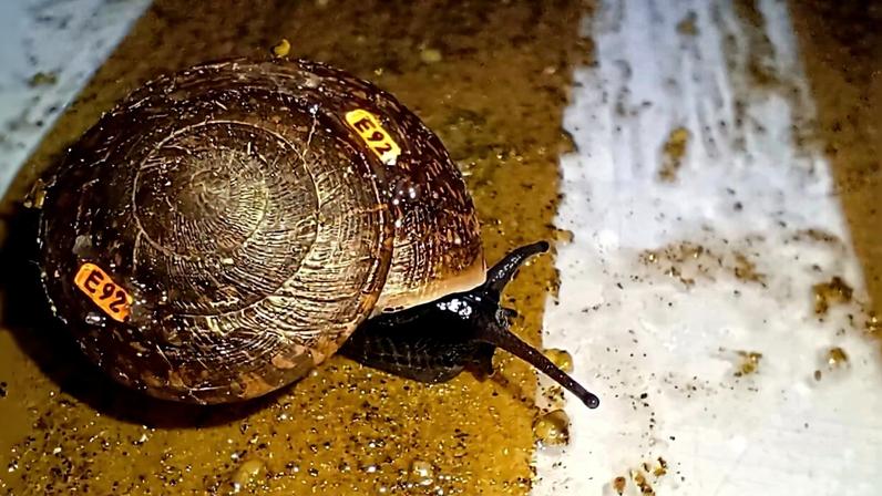 Caracol raro retorna à vida selvagem na Austrália após quase extinção
