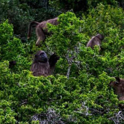 Plano da Cidade do Cabo para babuínos: cercar, capturar e avaliar eutanásia