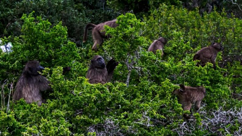 Baboons near Cape Town. Image courtesy of Green Group Simonstown.