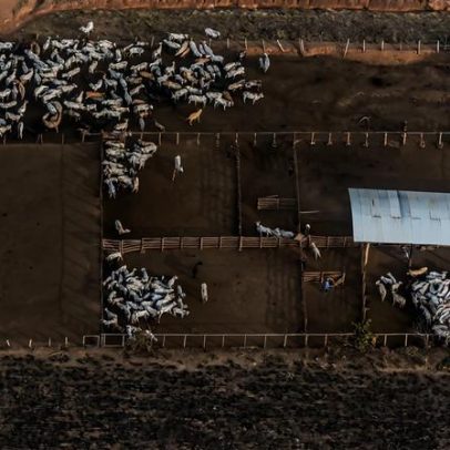 No Brasil, nova etiqueta amplia visibilidade da carne livre de desmatamento