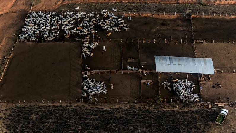 No Brasil, nova etiqueta amplia visibilidade da carne livre de desmatamento