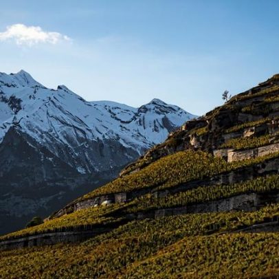 Seis Syrah suíças para conquistar os fãs mais fiéis de Rhône